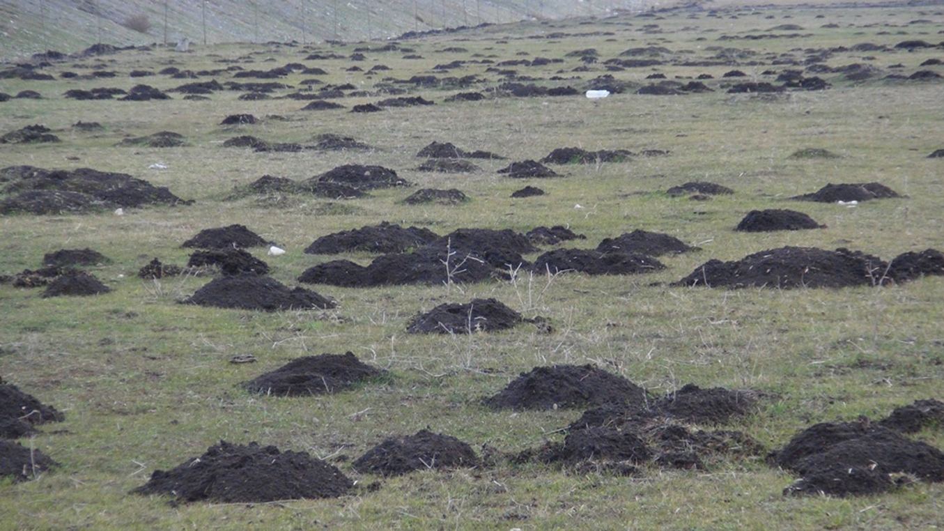 Muş’ta, araziler kör fare istilasına uğradı
